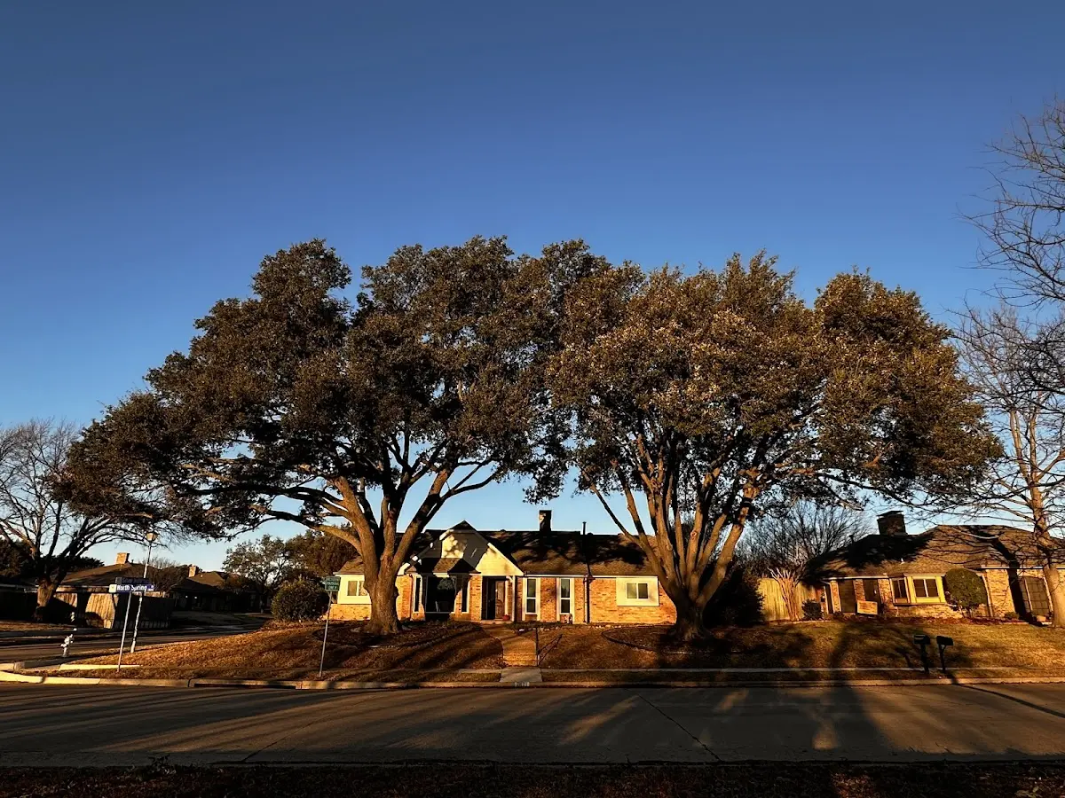Established residential canopy tree shading a home in Southport